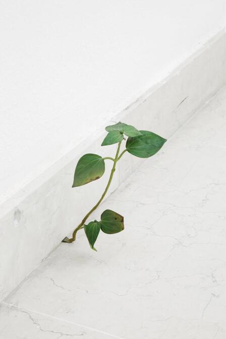 Tony Matelli Bronze weed n.15