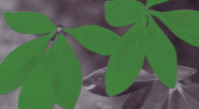 Ken'ichiro Taniguchi / Toshiya Kobayashi, Ken'ichiro Taniguchi